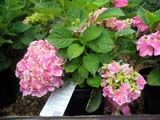 Hydrangea Lady mariko